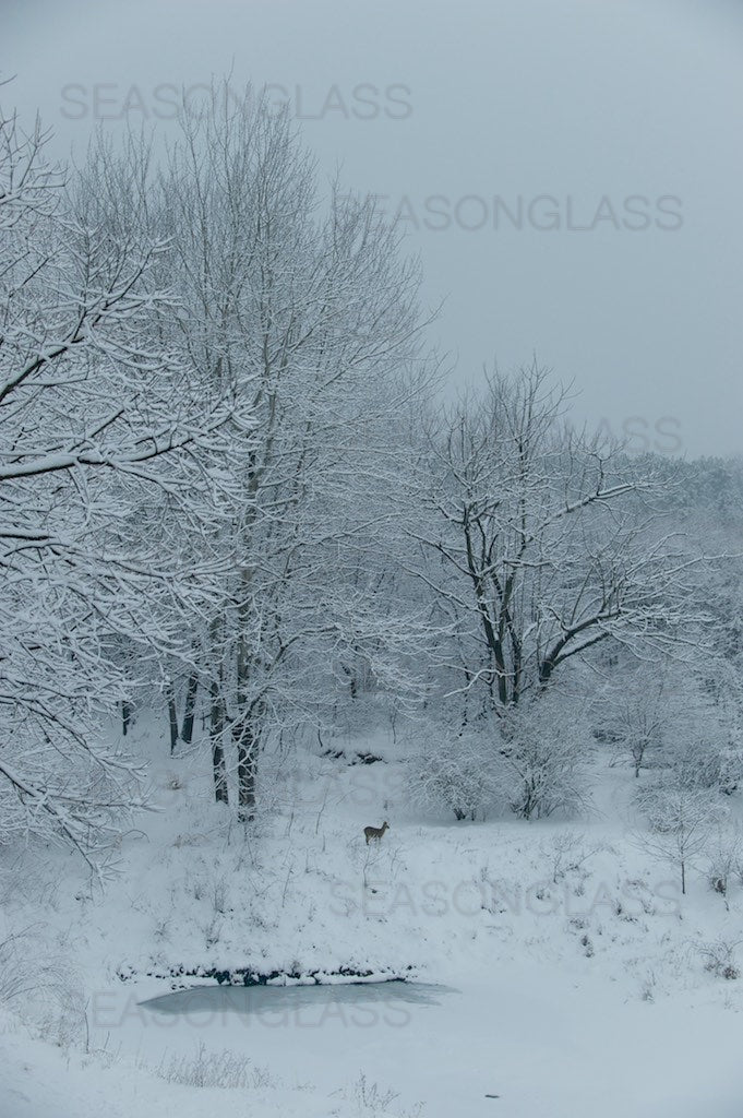 Howes Winter Woods in Winter – Ahae
